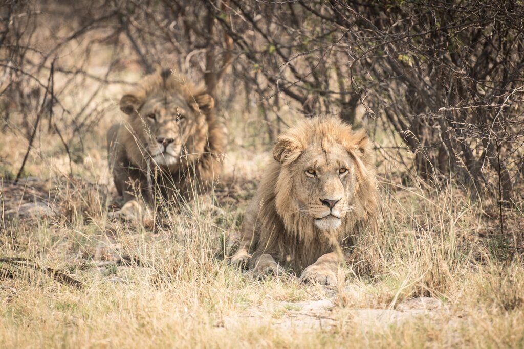 Luxury Safari: The Big Five Adventure