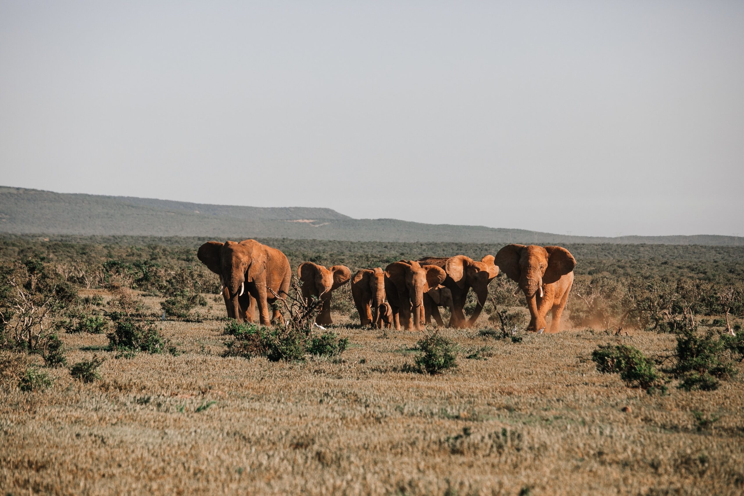 The Serengeti: Discovering the Endless Plains and Its Diverse Wildlife