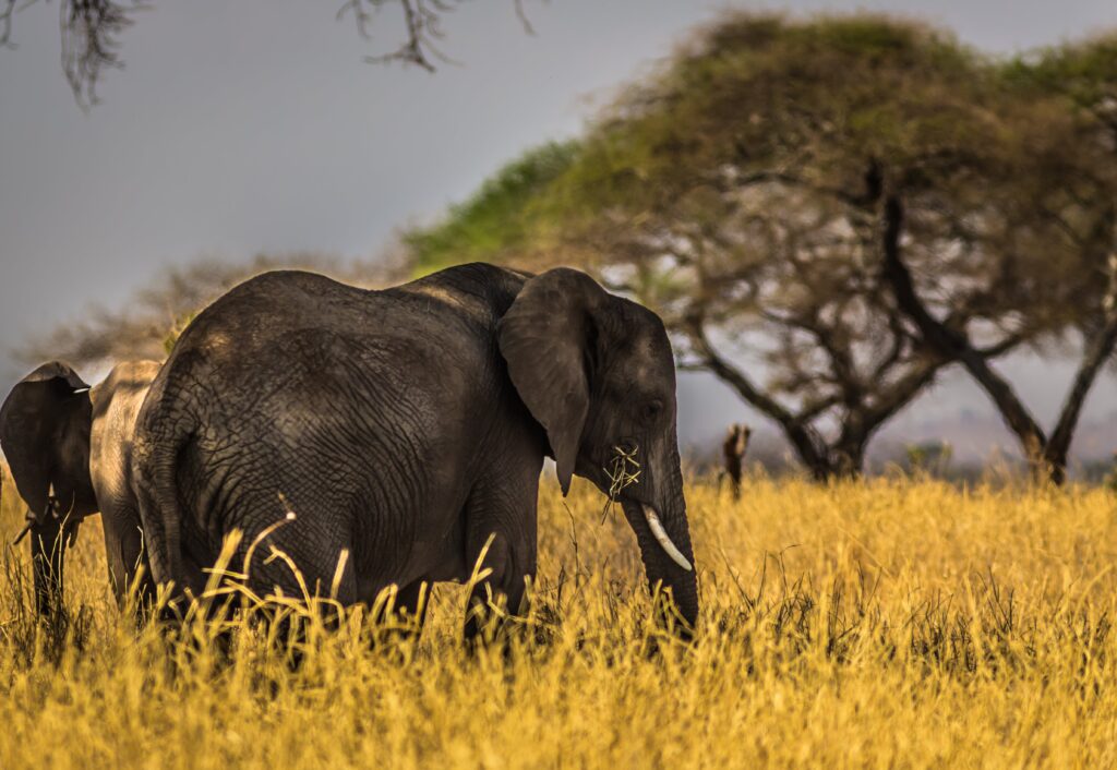 Akili Travel's Exclusive Safari Experiences: Unforgettable Wildlife Encounters