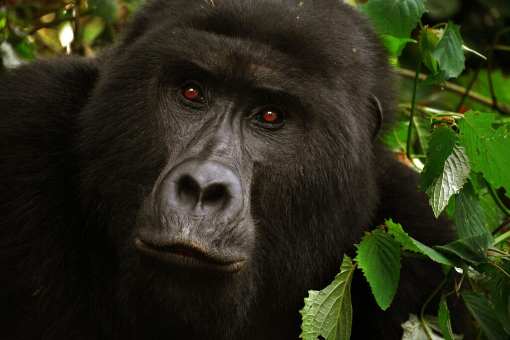 Gorilla Trekking in Uganda: Unforgettable Encounters with Akili Travel
